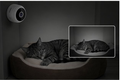 PetSpy - imagen 4